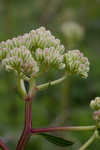 Groovestem Indian plantain